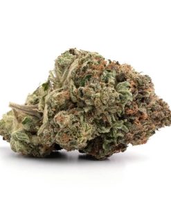 OG Shark (AAA+)