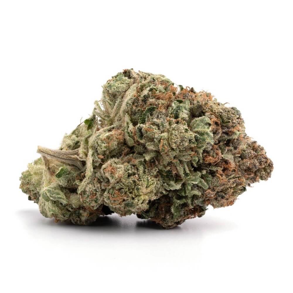 OG Shark (AAA+)