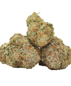 Red Congolese Strain