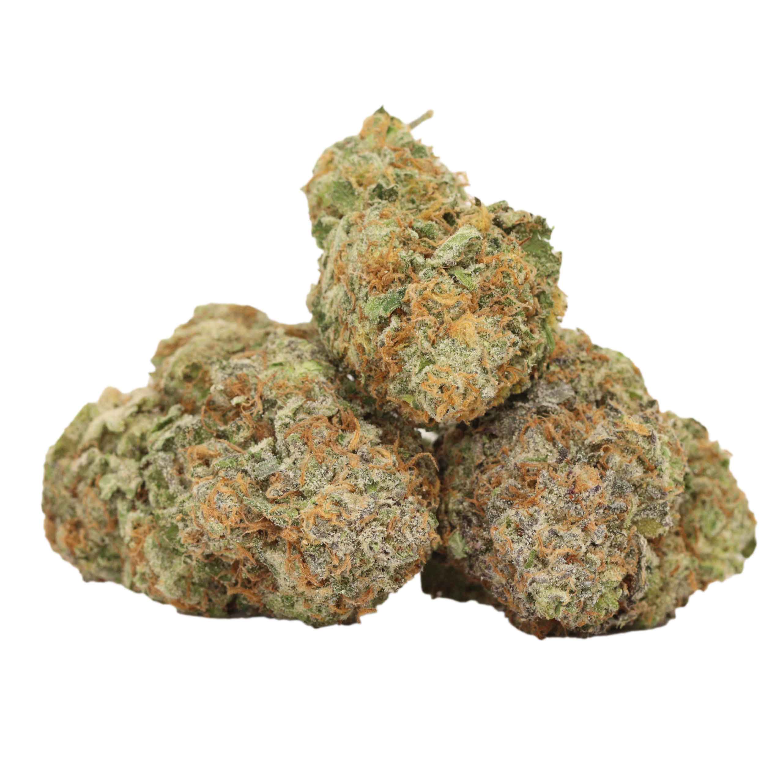 Red Congolese Strain